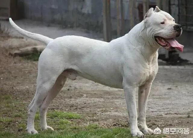 怎么区分比特犬、杜高犬和卡斯特牧羊犬?