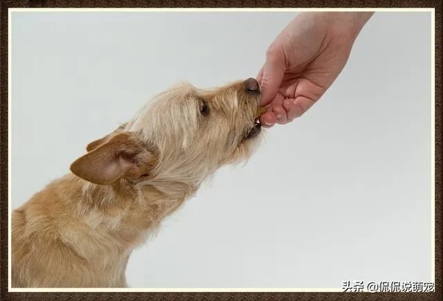 为什么我家狗狗每次突然见到主人我，都会尿失禁？