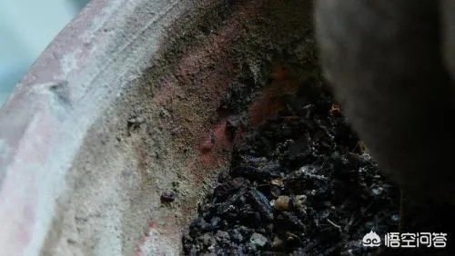 花盆里有小飞虫怎么办？