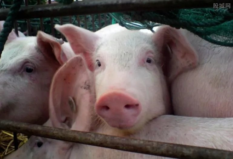 云南母猪一夜之间生下8名男婴 半人半猪好诡异