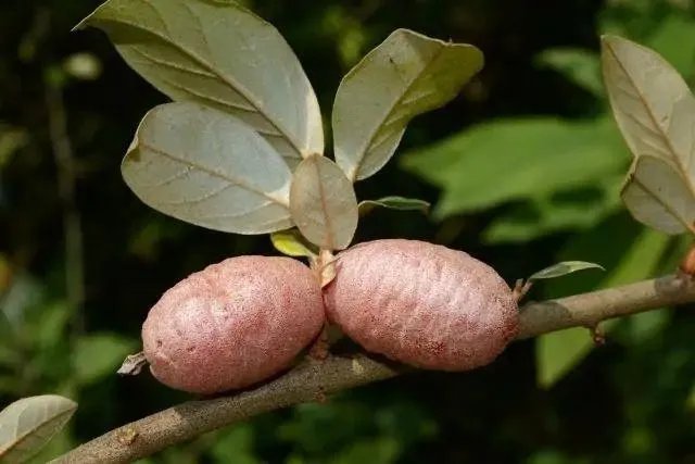 云南天坑接连发现极危物种，消失了106年的竹生羊奶子是什么？