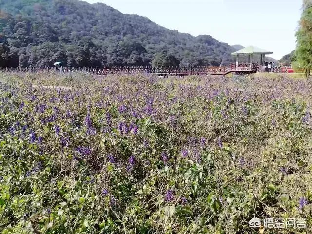 广东省从化市石门国家森林公园好玩吗？从广州市区怎么去？