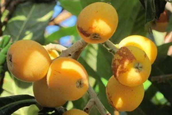 中国枇杷之乡在哪里？