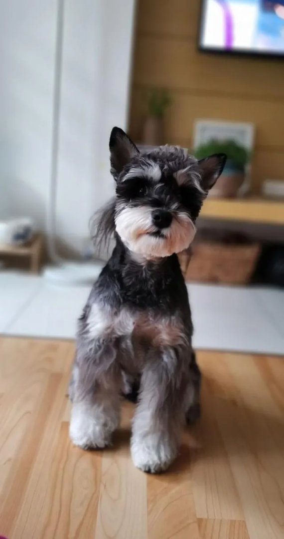 为什么很多养过雪纳瑞的人，都不愿意再养其他的狗呢？