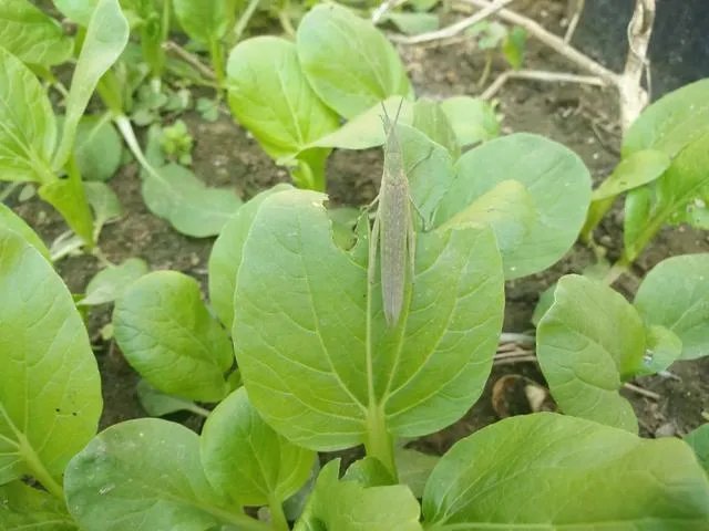 花盆里有小飞虫怎么办？