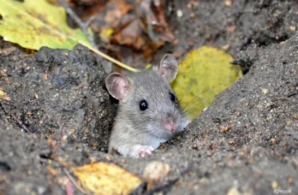 谁知道哪里有专业灭鼠公司啊