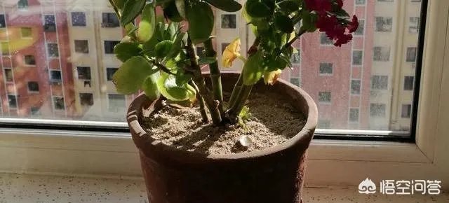 花盆里有小飞虫怎么办？