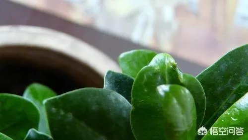 花盆里有小飞虫怎么办？