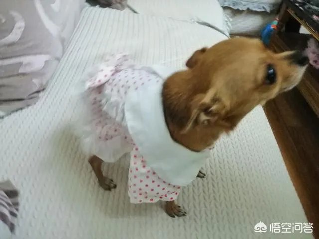 为什么我家狗狗每次突然见到主人我，都会尿失禁？