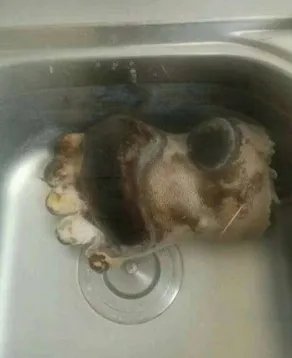 北京一女子晒吃熊掌照真的没事吗?