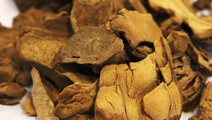 首乌的功效与作用及食用方法