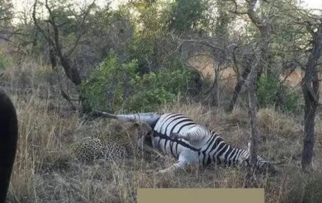 猎豹咬斑马这地方:下幕让人大笑（组图）
