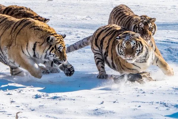 2老虎出逃咬死饲养员被击毙，为何要击毙这两只老虎？