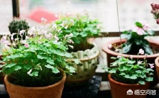 花盆里有小飞虫怎么办？