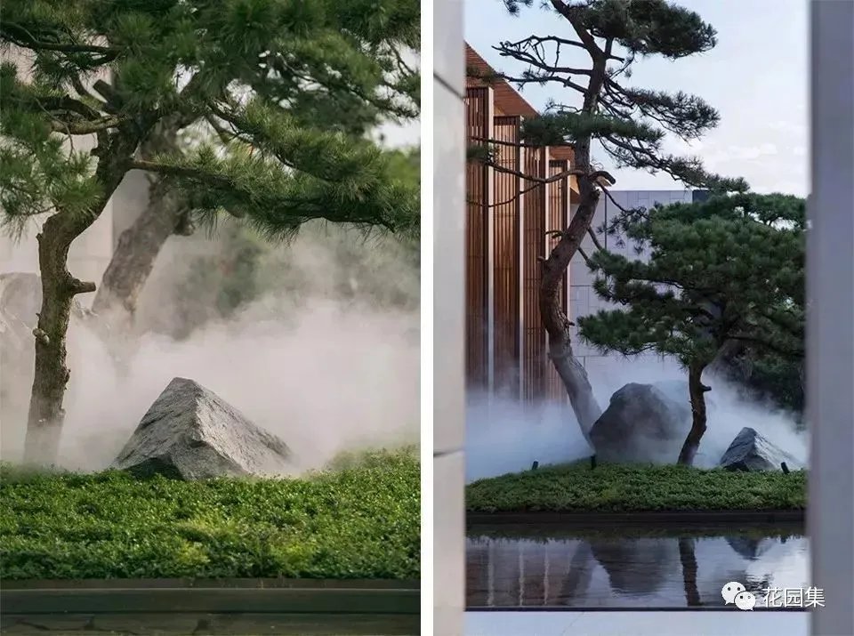 造型松，无奇不自由！气质庭院必备元素