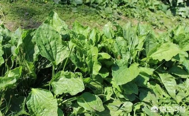 农村田野很多野菜都冒出了头，什么野菜是这个时节比较好采又好吃的？