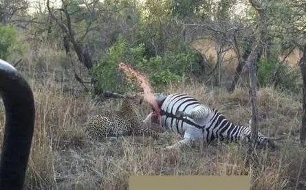 猎豹咬斑马这地方:下幕让人大笑(组图)