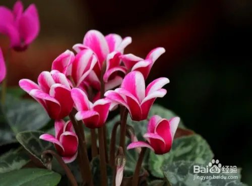 仙鹤来花怎么养 怎么养好仙鹤来花