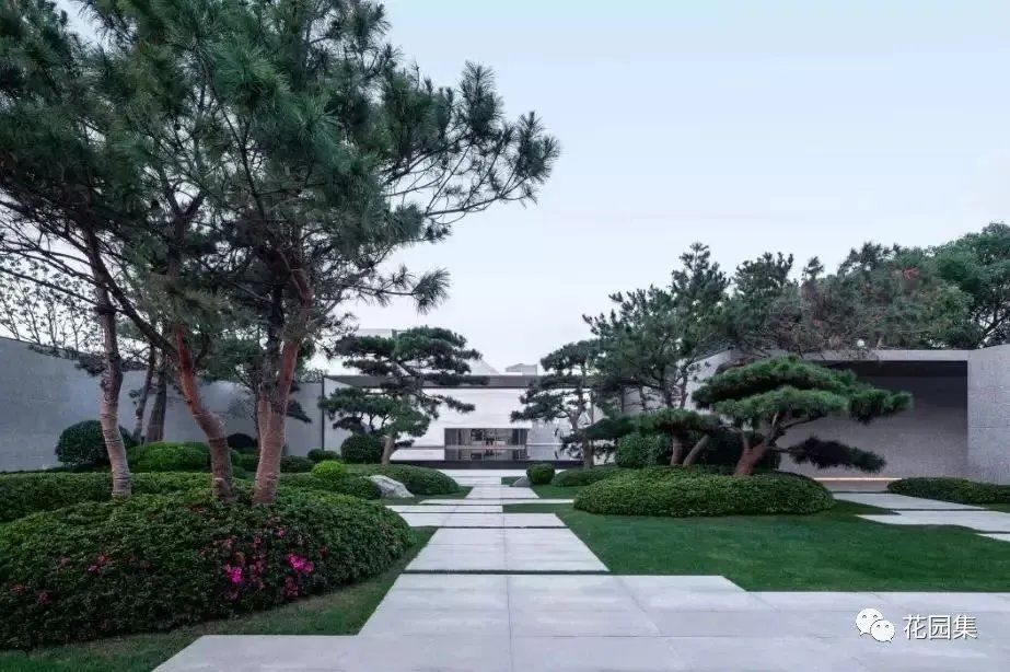 造型松，无奇不自由！气质庭院必备元素