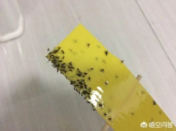 花盆里有小飞虫怎么办？