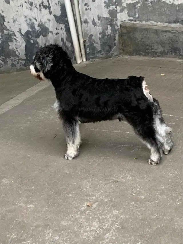 为什么很多养过雪纳瑞的人，都不愿意再养其他的狗呢？