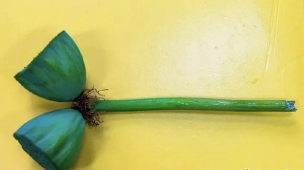 罚款!南京玄武湖并蒂莲被游客摘下 采摘者被罚200元