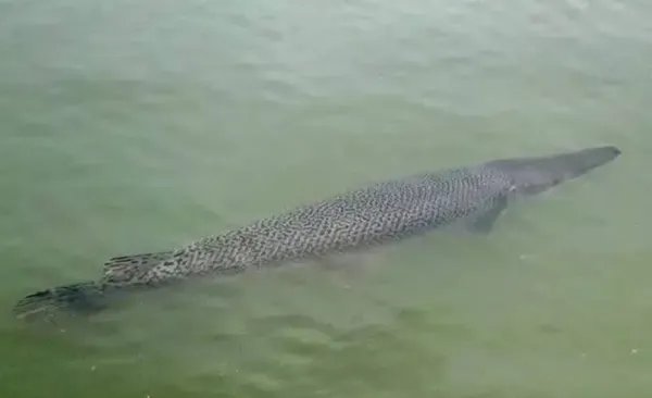 连夜抓捕，泉州一寺庙放生池惊现“怪鱼”！放生鳄雀鳝会有哪些危害？