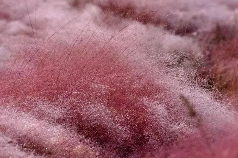 原创:花境按植物材料的分类及各自优缺点