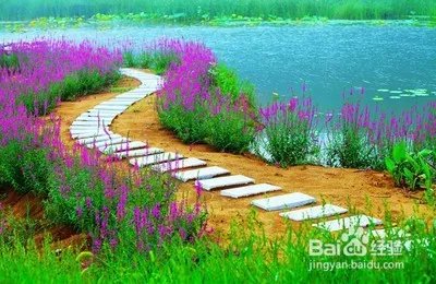 健康之路之养生美容多吃”花“