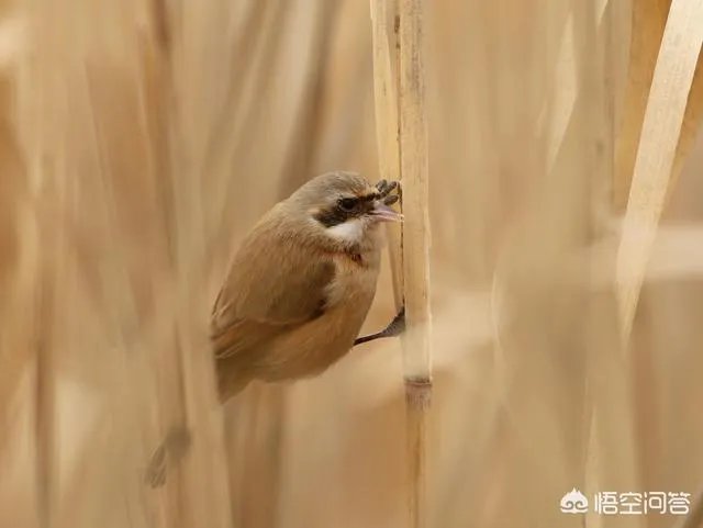 在北京发现的震旦鸦雀，为什么被称为“鸟中大熊猫”？