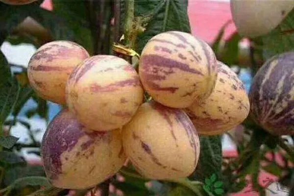 人参果产地在那里？