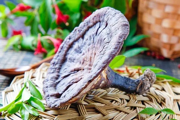 灵芝是年份越久功效越好吗