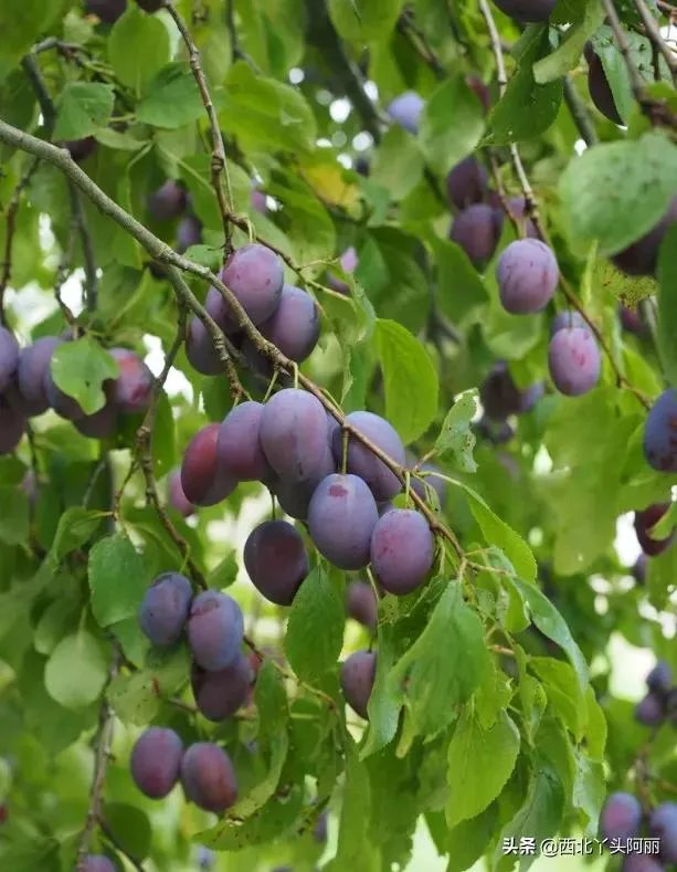 智利西梅好还是澳洲西梅好?