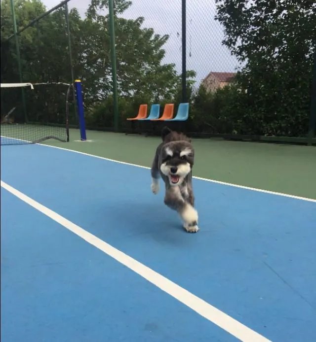 为什么很多养过雪纳瑞的人，都不愿意再养其他的狗呢？