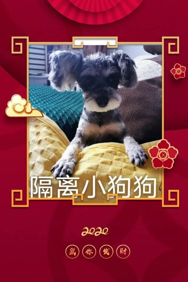 为什么很多养过雪纳瑞的人，都不愿意再养其他的狗呢？