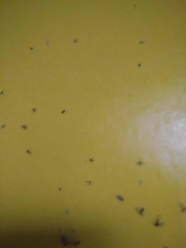 花盆里有小飞虫怎么办？