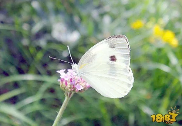 阴阳师蝴蝶精信物线索怎么找 蝴蝶精图片扫描