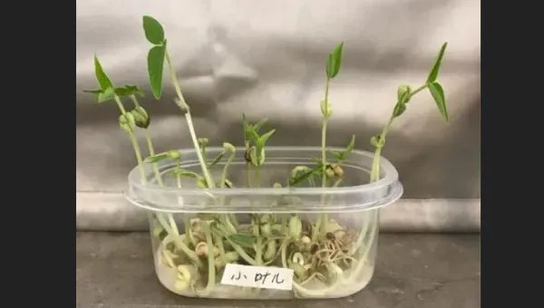 水培绿豆芽的生长过程记录内容是什么？