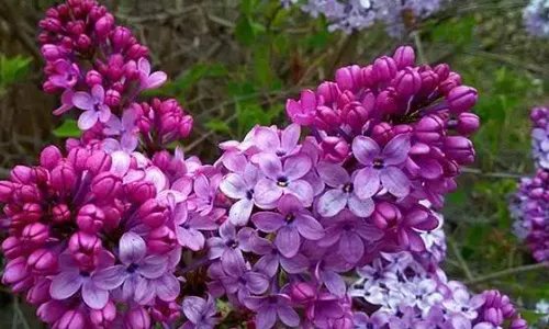 殷勤解却丁香结纵放繁枝散诞春的意思是什么