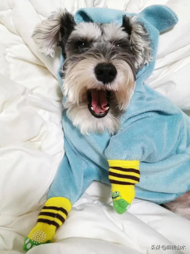 为什么很多养过雪纳瑞的人，都不愿意再养其他的狗呢？