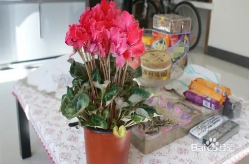 仙鹤来花怎么养 怎么养好仙鹤来花