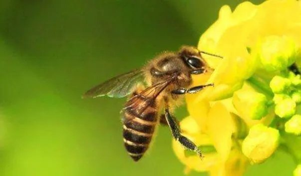 哪些昆虫能帮助人们做好事