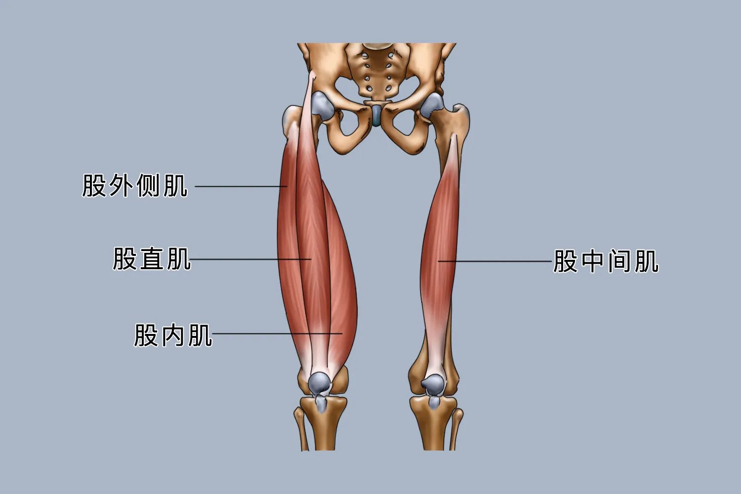 股直肌位置示意图