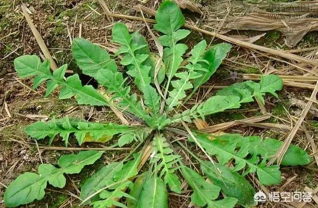农村田野很多野菜都冒出了头，什么野菜是这个时节比较好采又好吃的？