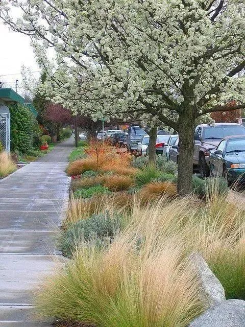 原创:花境按植物材料的分类及各自优缺点
