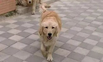 一位大爷玩轮滑和未牵绳的狗相撞，大爷的伤势情况如何？