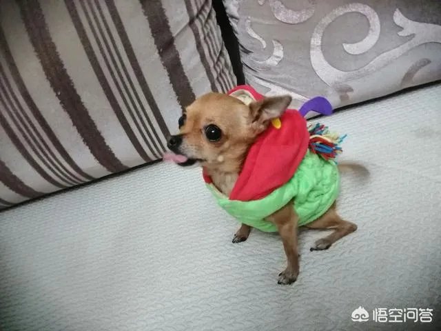 为什么我家狗狗每次突然见到主人我，都会尿失禁？