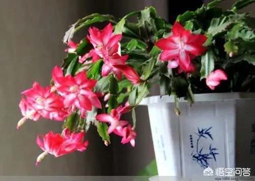 花盆里有小飞虫怎么办？