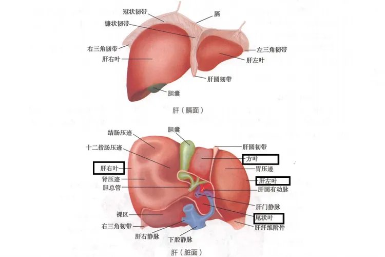 肝有几个叶图片