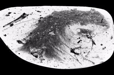 我们是怎样在琥珀里发现恐龙尾巴的？